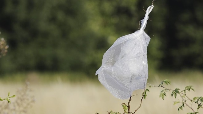 plastic bag caught on a bush